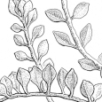  Alyssum arenarium